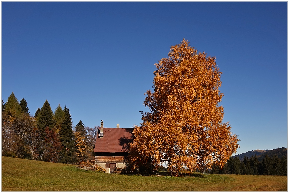 Drei Birken im leuchtenden Herbstgewand.
(27.10.2015)