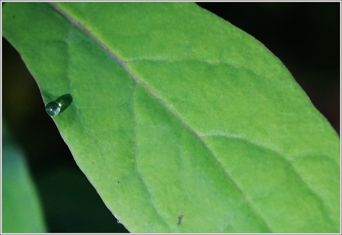 Wasserperle 
(28.08.2014)