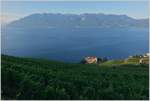 Sommermorgen in den Weinbergen des Lavaux mit Aussicht über den Genfersee und auf die Walliser-und Savoyeralpen.