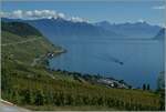 Blick ins Lavaux bis zu den Waadtländer Alpen.