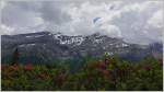 Zeit der Alpenrosen in den Waadtländer Alpen.