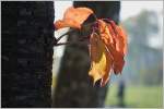 Bunter Herbst  (23.10.2015)