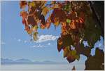 Herbstzeit  (26.10.2017)