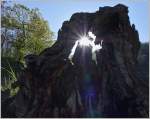 Für einen kleinen Moment setzt die Sonne diese alte Wurzel in Szene.