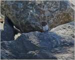 Neugierig schaut das Waldwiesel aus seinem Versteck  (16.09.2019)