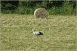 Vorsichtig schreitet der Storch die frisch gemähte Wiese ab.
(09.06.2023)